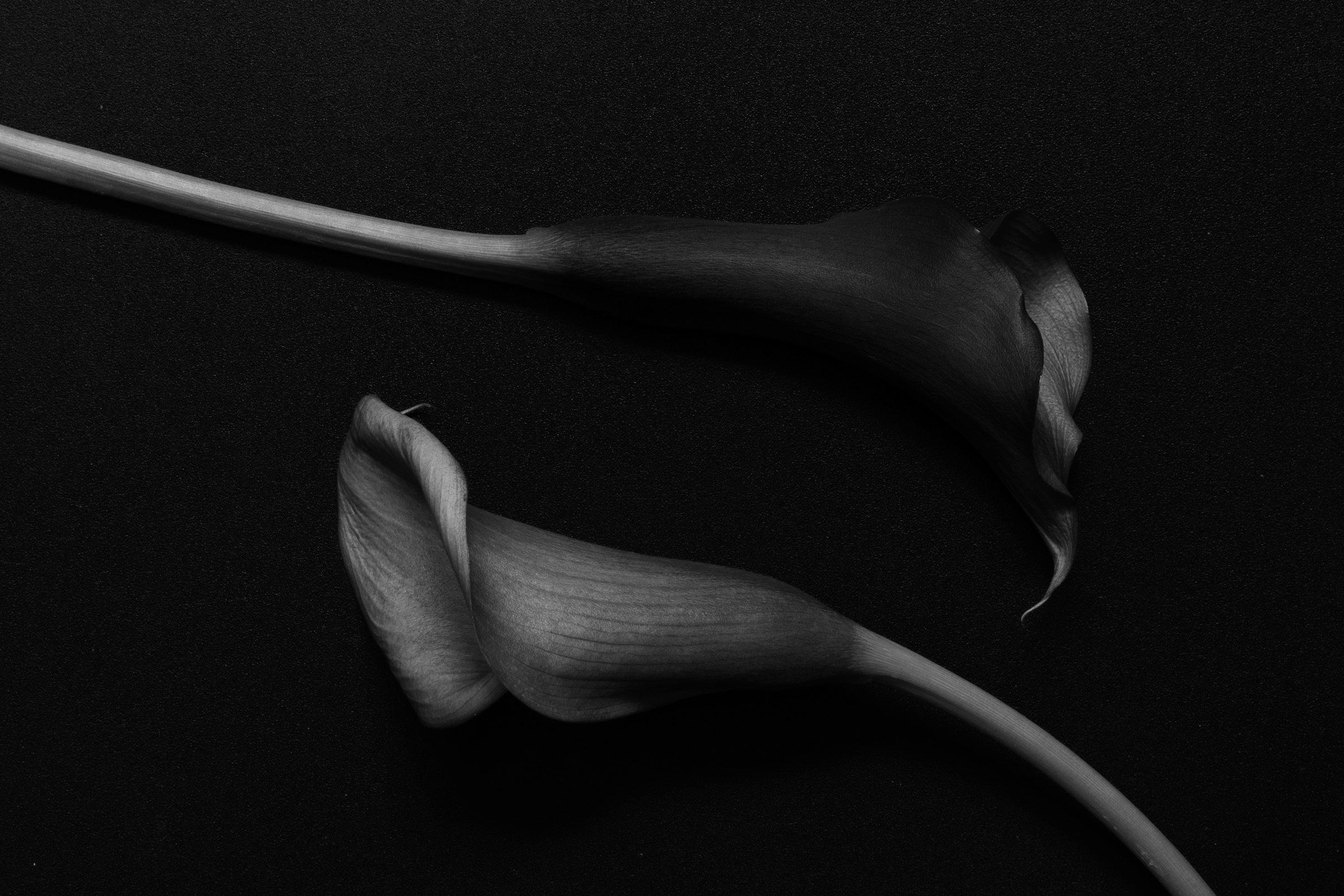 Two white arum lilies resting on a black background